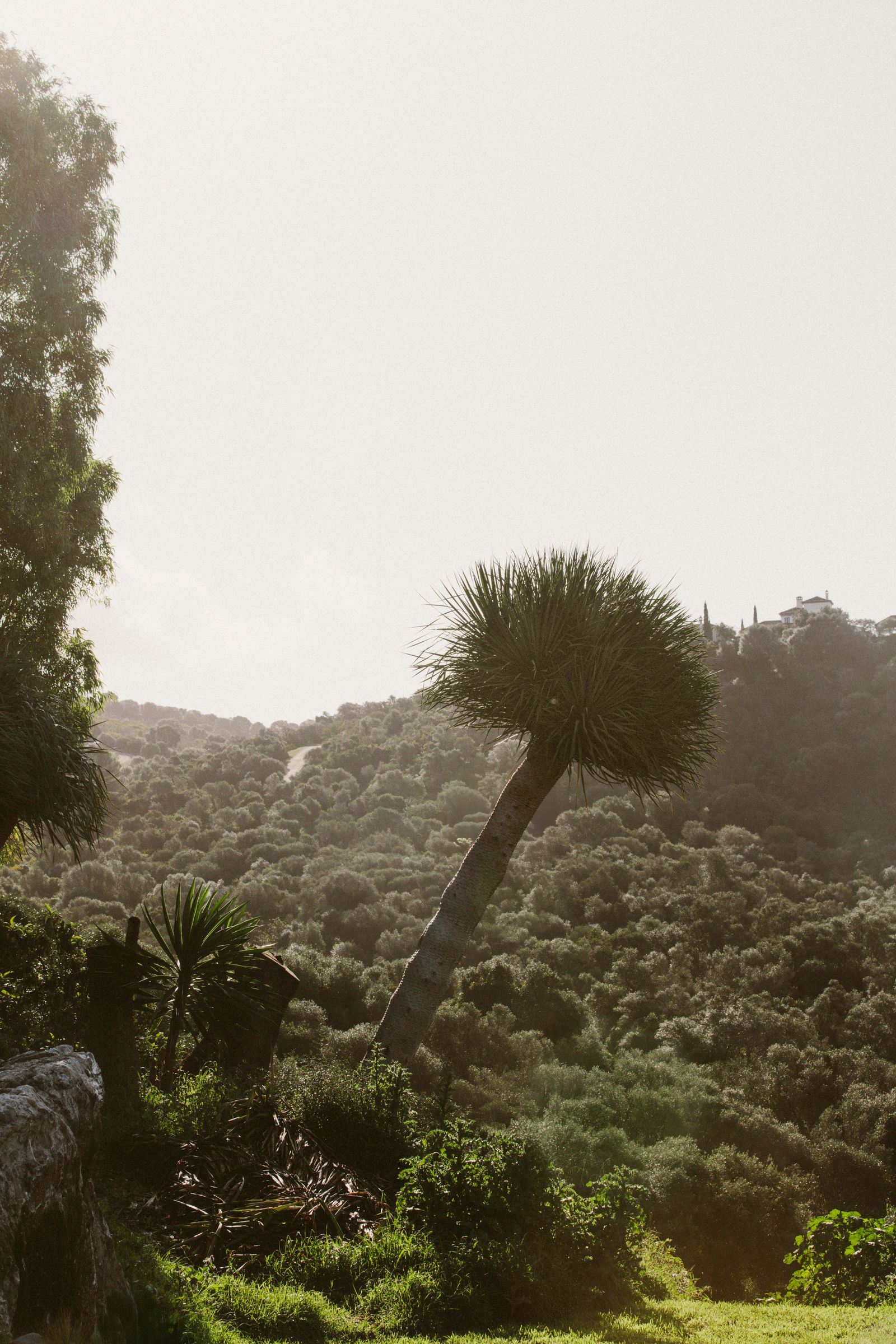 Image may contain Plant Vegetation Tree Palm Tree Nature Outdoors Wilderness Land Rainforest Jungle and Summer