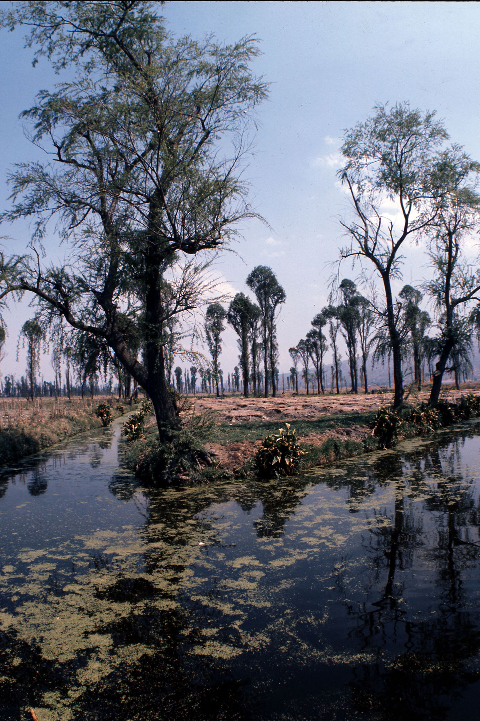 Image may contain Land Nature Outdoors Plant Vegetation Swamp Water Scenery Grove Tree Woodland and Landscape