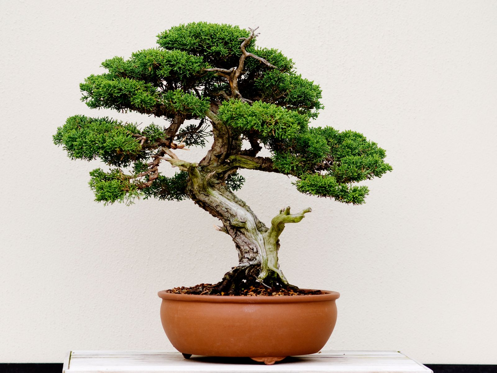 15 Best Good Luck Plants to Attract Money, and Good Health at Home – and 8 Unlucky Plants to Avoid