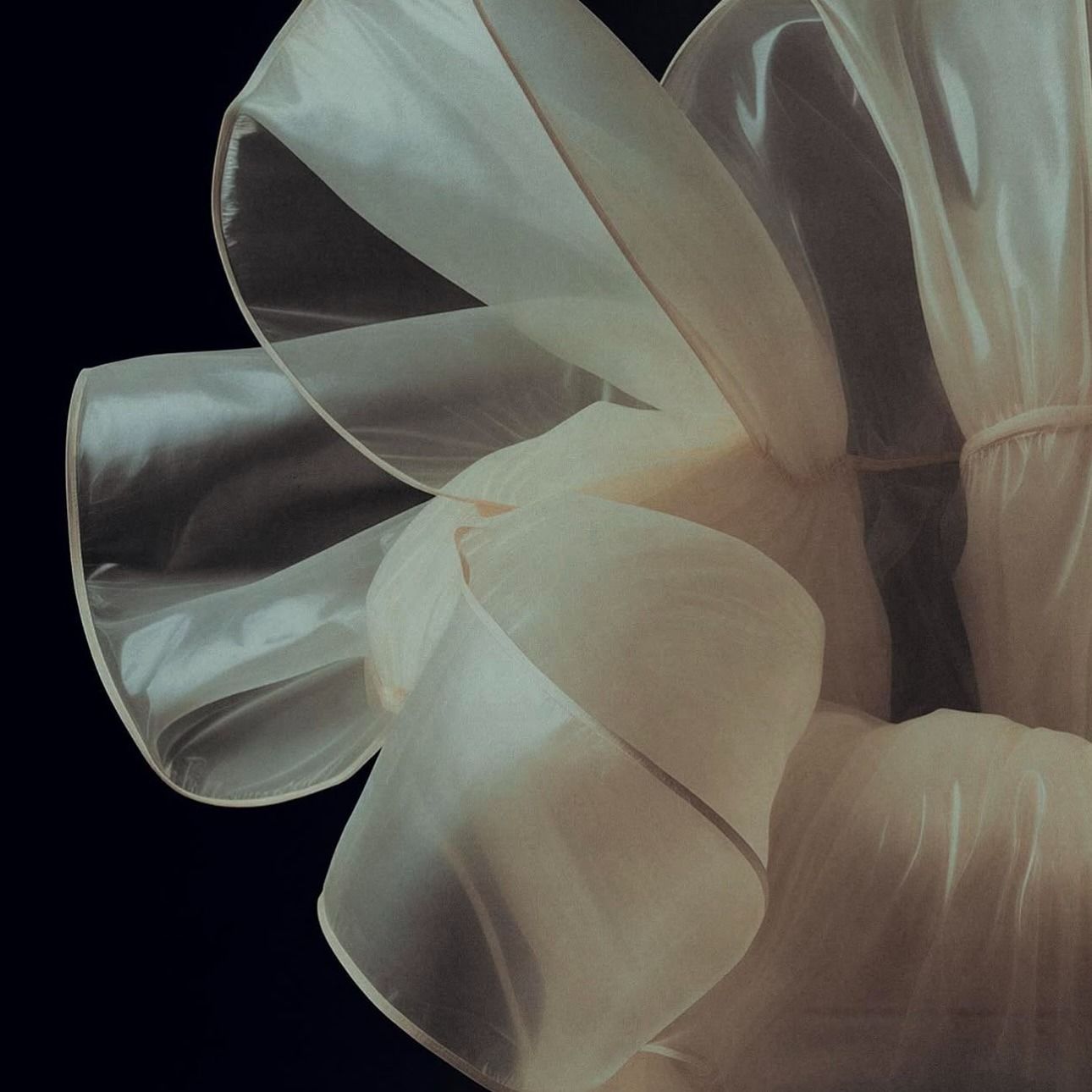 Image may contain Flower Petal and Plant